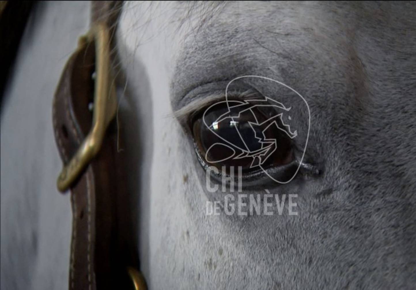 Le Rolex Grand Slam of Show Jumping lance sa nouvelle campagne promotionnelle