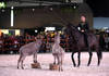 Spectacle equestreCHIG_Palexpo Genève  08 décembre 2023