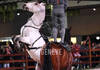 Spectacle equestre
CHIG_Palexpo Genève  08 décembre 2023