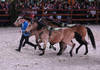 Spectacle equestre
CHIG_Palexpo Genève  08 décembre 2023