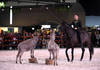 Spectacle equestre
CHIG_Palexpo Genève  08 décembre 2023