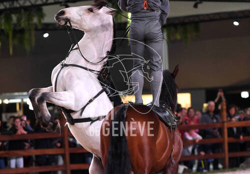 Spectacle equestre
CHIG_Palexpo Genève  08 décembre 2023