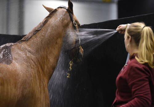 Ecuries Internationales
CHI Genève 08 décembre 2022