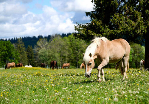 Stiftung für das Pferd.
Jeanbrenin, 28.05.2024




Photo
Corinne Aeberhard
Route De Villarepos 16
1580 Donatyre
079 816 77 64
corinne.aeberhard@bluewin.ch