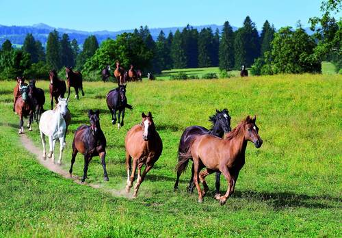 Stiftung für das Pferd.
Maison Rouge, 25.06.2025





Photo
Corinne Aeberhard
Route De Villarepos 16
1580 Donatyre
079 816 77 64
corinne.aeberhard@bluewin.ch
ac-photo.ch
