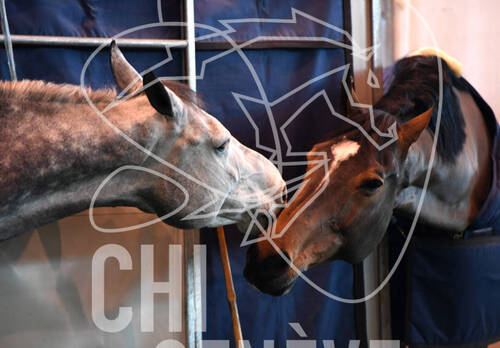 Ambiances coulisses
CHIG_Palexpo Genève  06 décembre 2023