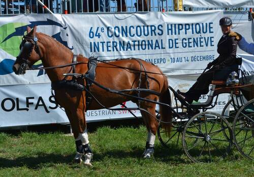 Description de l'image