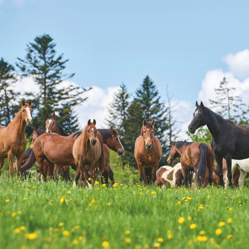 La Fondation pour le cheval