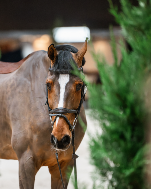 CHIG durability ©Soraya Equis