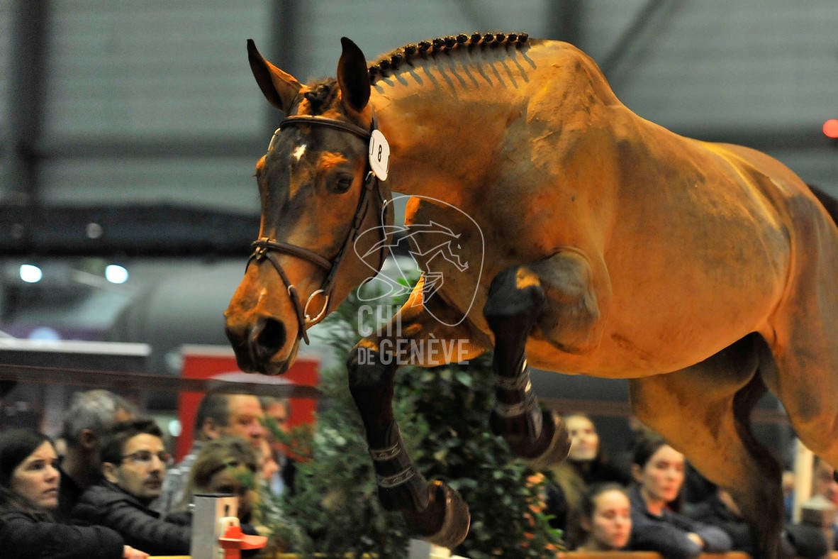 Superfinale Swiss Breed Classic 