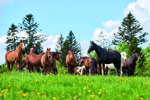 Stiftung für das Pferd.Maison Rouge, 13.05.2025PhotoCorinne AeberhardRoute De Villarepos 161580 Donatyre079 816 77 64corinne.aeberhard@bluewin.chac-photo.ch