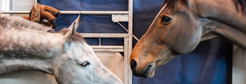 Chevaux CHIG 2023